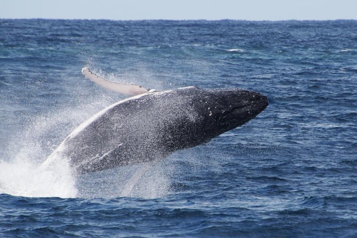 Whale Watching by Sea World Cruises - Accommodation BNB